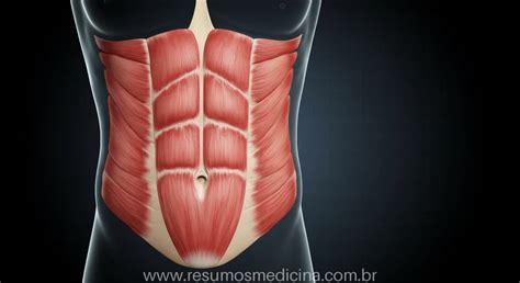 Anatomia Das Mãos