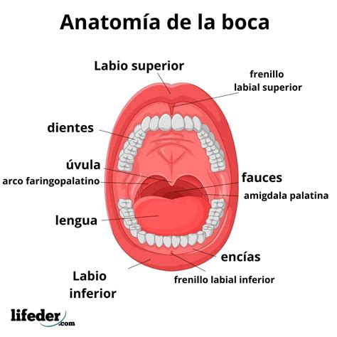 Anatomia De La Boca Sin Sus Partes