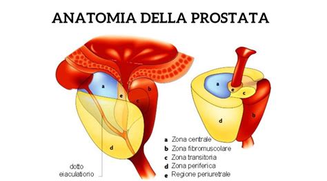 Anatomia De La Prostata