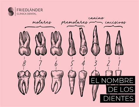 Anatomia De Los Dientes