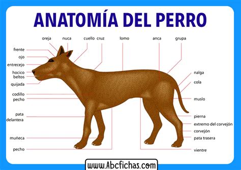 Anatomia De Un Perro