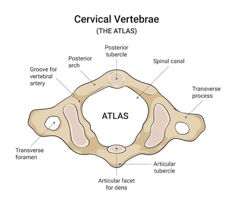 Anatomia Del Atlas