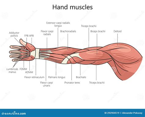 Anatomia Del Braccio