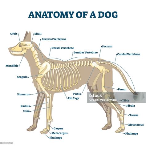 Anatomia Del Cane