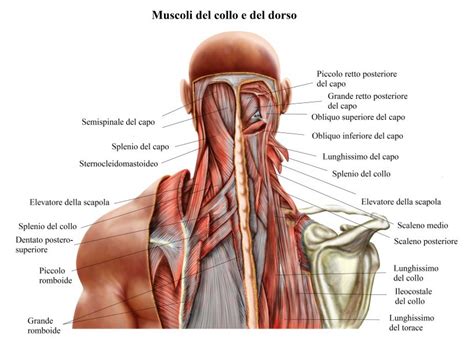 Anatomia Del Collo