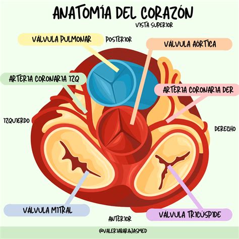 Anatomia Del Corazón