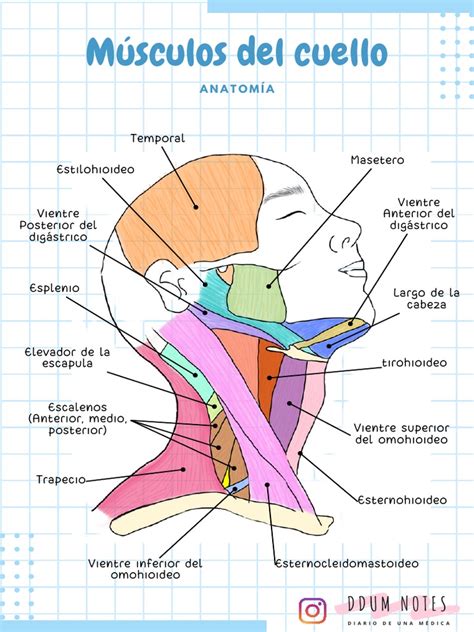 Anatomia Del Cuello