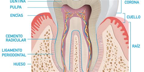 Anatomia Del Diente