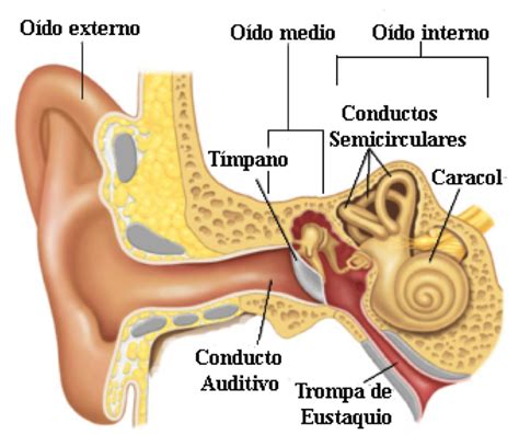 Anatomia Del Oido