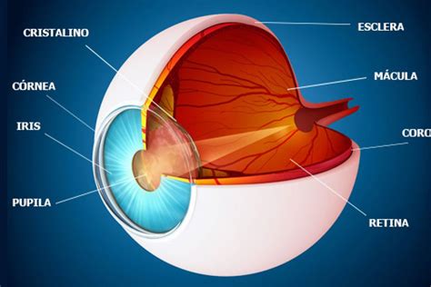 Anatomia Del Ojo