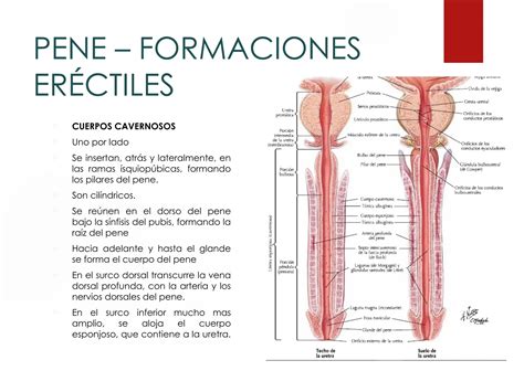 Anatomia Del Pene