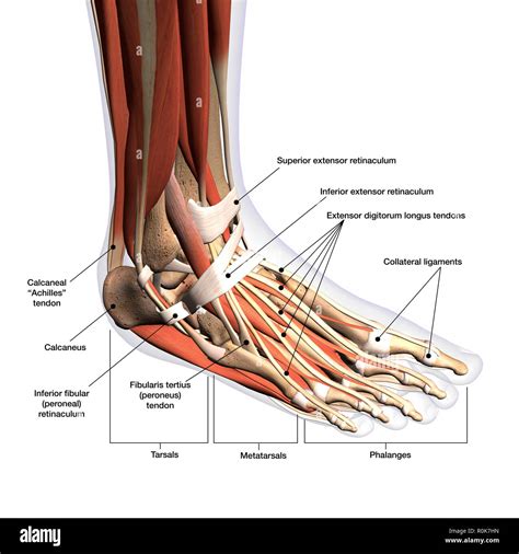 Anatomia Del Piede