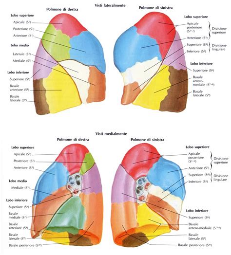Anatomia Del Polmone