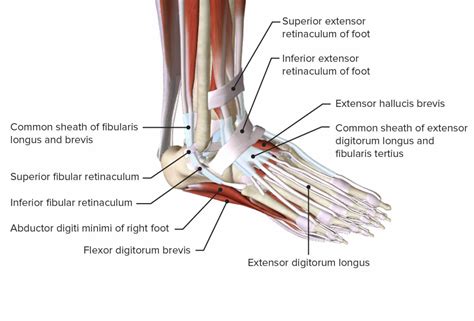 Anatomia Del Tobillo
