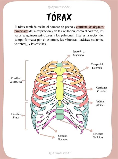 Anatomia Del Torax