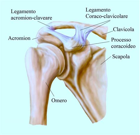 Anatomia Della Spalla