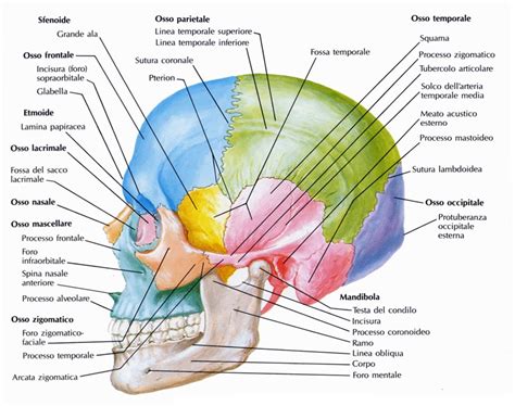 Anatomia Della Testa E Del Collo Di Netter Per Odontoiatri