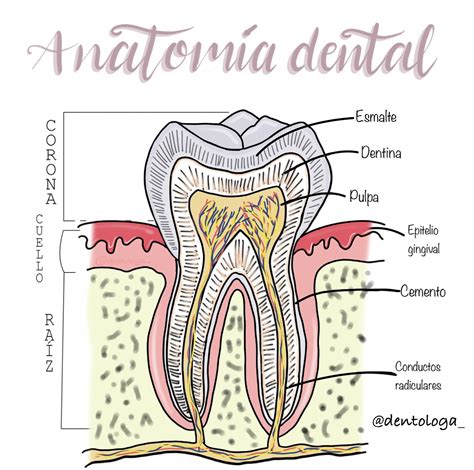 Anatomia Dental