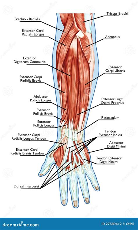 Anatomia Do Antebraço