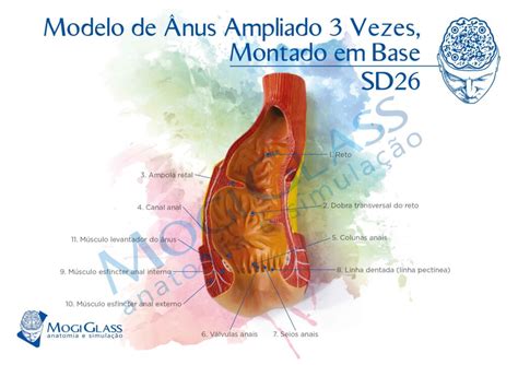 Anatomia Do Anus