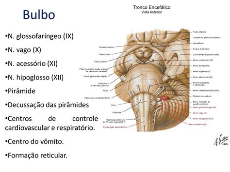 Anatomia Do Bulbo