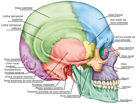 Anatomia Do Cranio