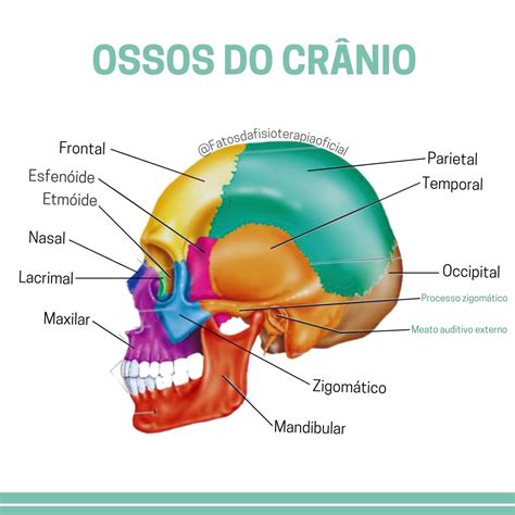 Anatomia Do Crânio