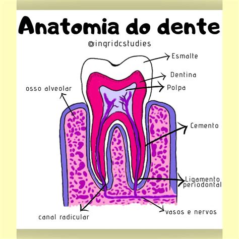 Anatomia Do Dente