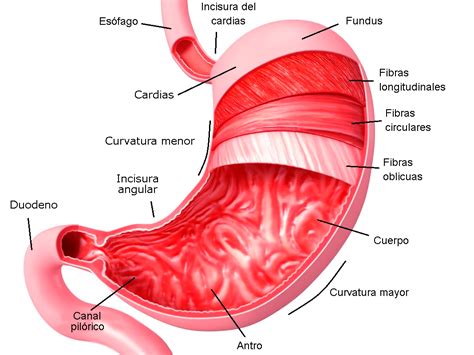 Anatomia Do Estômago
