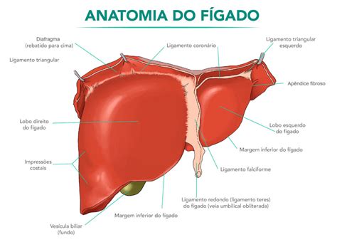 Anatomia Do Fígado