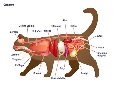 Anatomia Do Gato