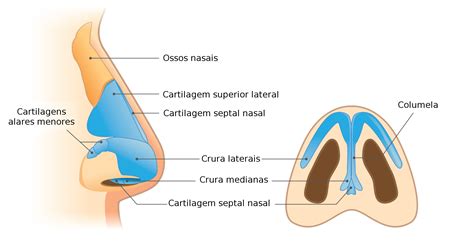 Anatomia Do Nariz