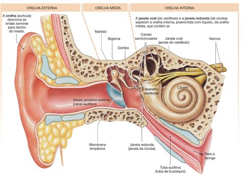 Anatomia Do Ouvido