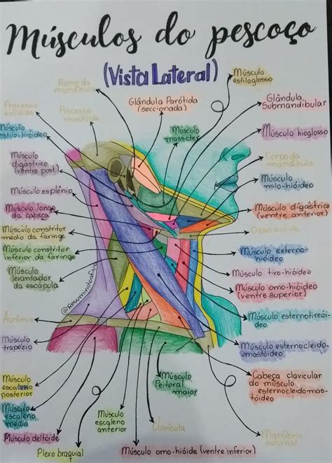 Anatomia Do Pescoco