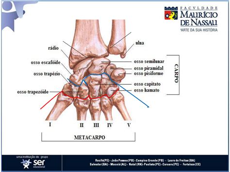 Anatomia Do Punho