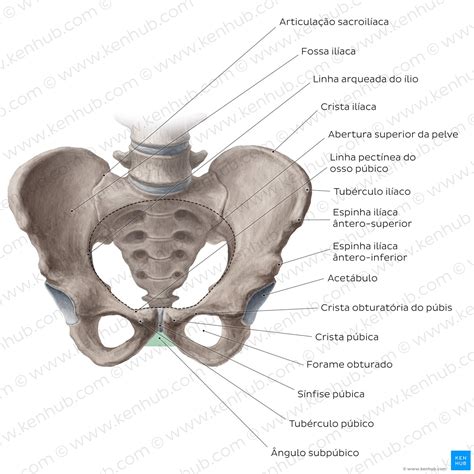 Anatomia Do Quadril