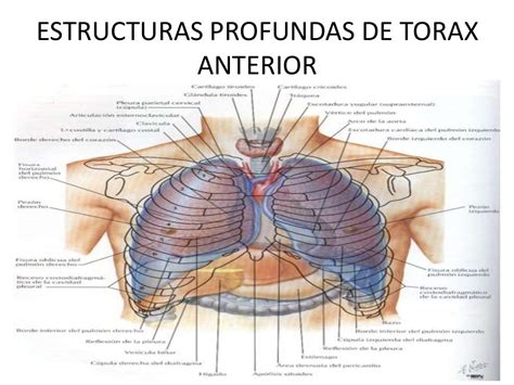 Anatomia Do Torax