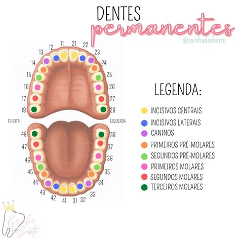 Anatomia Dos Dentes