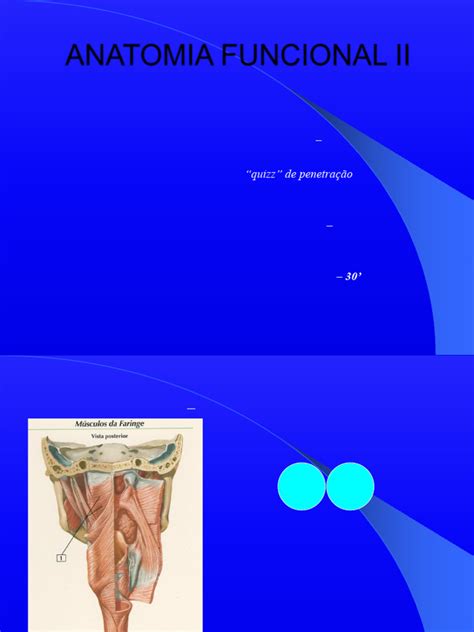 Anatomia Funcional 2