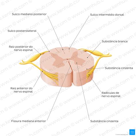 Anatomia Medula Espinhal
