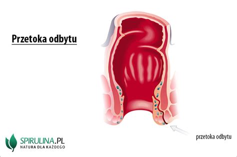 anatomia odbytu rysunek
