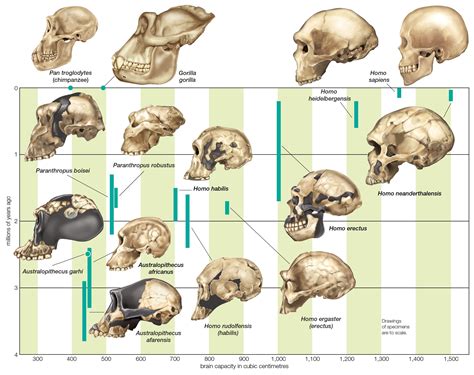 Anatomical Evidence Of Evolution Lab