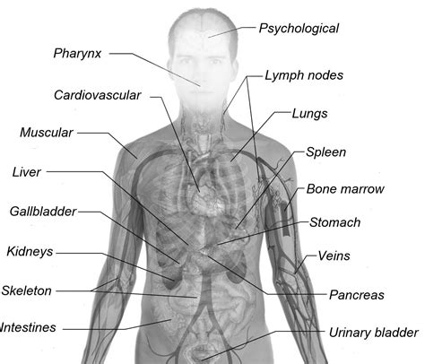 Anatomical Features That Change During Illness Are Studied In