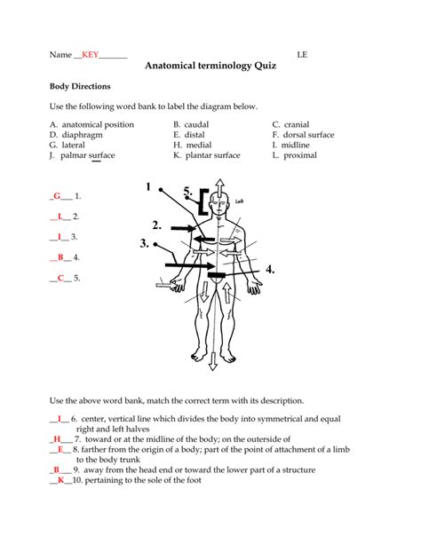 Anatomical Organization Questions For Tests And Worksheets Anatomical Terms Worksheet Answers - Anatomical Terms Worksheet Answers
