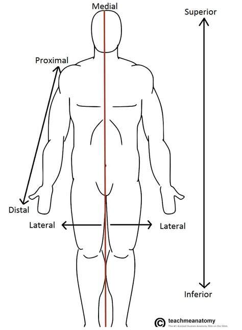 Anatomical Position Anatomy
