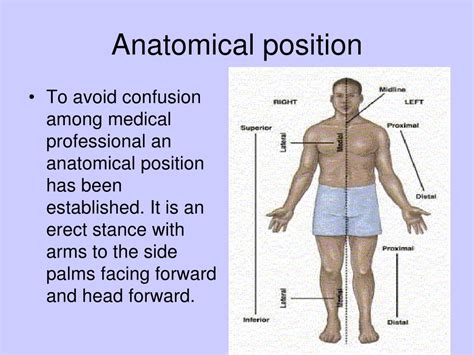 Anatomical Position Definition
