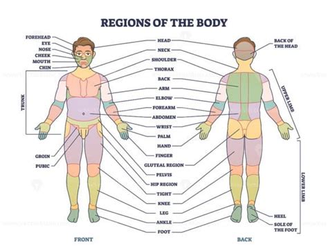 Anatomical Region Of Human Body