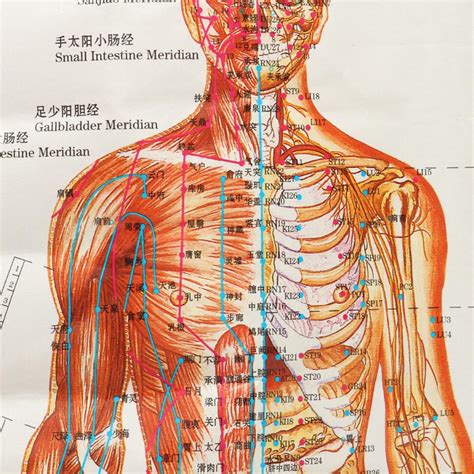 Full Download Anatomical Illustration Of Acupuncture Points 