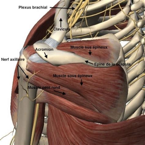 Anatomie épaule 3d   3d Anatomy Lyon Anatomy Of The Shoulder Video - Anatomie épaule 3d