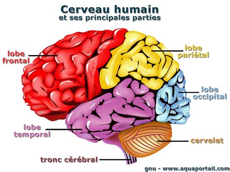 Anatomie 3d Cerveau   Anatomie Des Aires Corticales Cérébrales Télencéphale 4 Youtube - Anatomie 3d Cerveau